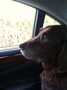 Cornfields of Monroe Twp