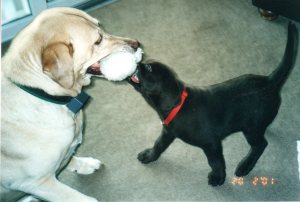 Isaac and Shamrock019